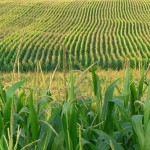 U.S. Lawmaker Wants EPA's Biofuel Waivers Investigated - Oil & Gas 360