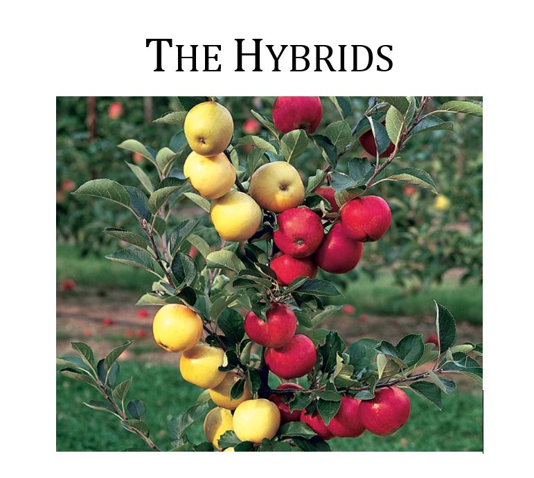 The Hybrid Private Equity firms - are they a fund or an operator? - The Evolution of oil and gas funding - an Oil & Gas 360 Special Report