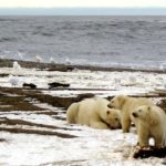 U.S. judge denies effort to stop drilling auction in Arctic refuge- oil and gas 360