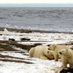 Last-minute White House decision opens more Arctic land to oil leasing- oil and gas 360