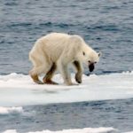 Biden reverses Trump move to open up more oil drilling in Arctic- oil and gas 360